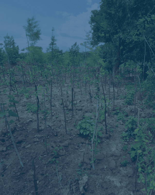 eco-friendly development