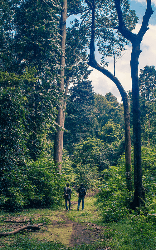 /uploads/rear_view_people_amidst_trees_forest_Desktop_7b122cce15.png